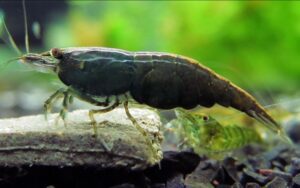 Neocaridina Green Jade Pacote Com 5 Unidades