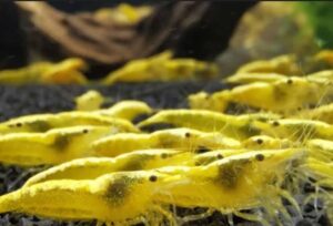Neocaridina Yellow Neon/Backline Pacote Com 5 Unidades