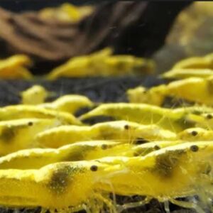 Neocaridina Yellow Neon/Backline