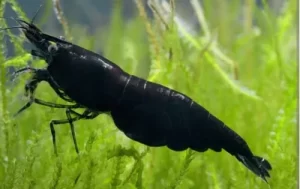 Neocaridina Black Sakura Pacote Com 5 unidades