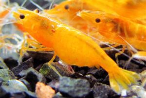 Neocaridina Orange Sakura Pacote Com 5 Unidades