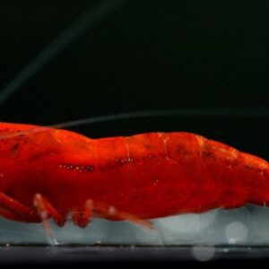 Neocaridina Fire Red