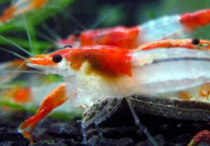 Neocaridina Red Rili Pacote Com 5 Unidades