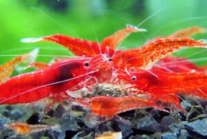 Neocaridina Red Sakura Pacote Com 5 Unidades