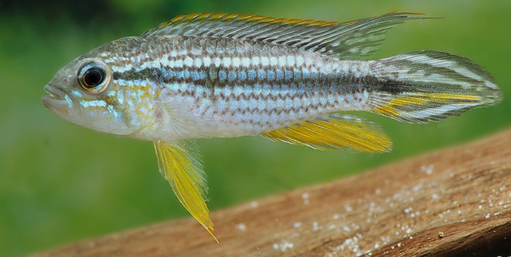 Apistogramma agassizii "Tefé" - Imagem 3