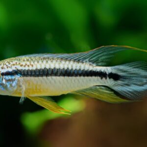 Apistogramma agassizii "Tefé"