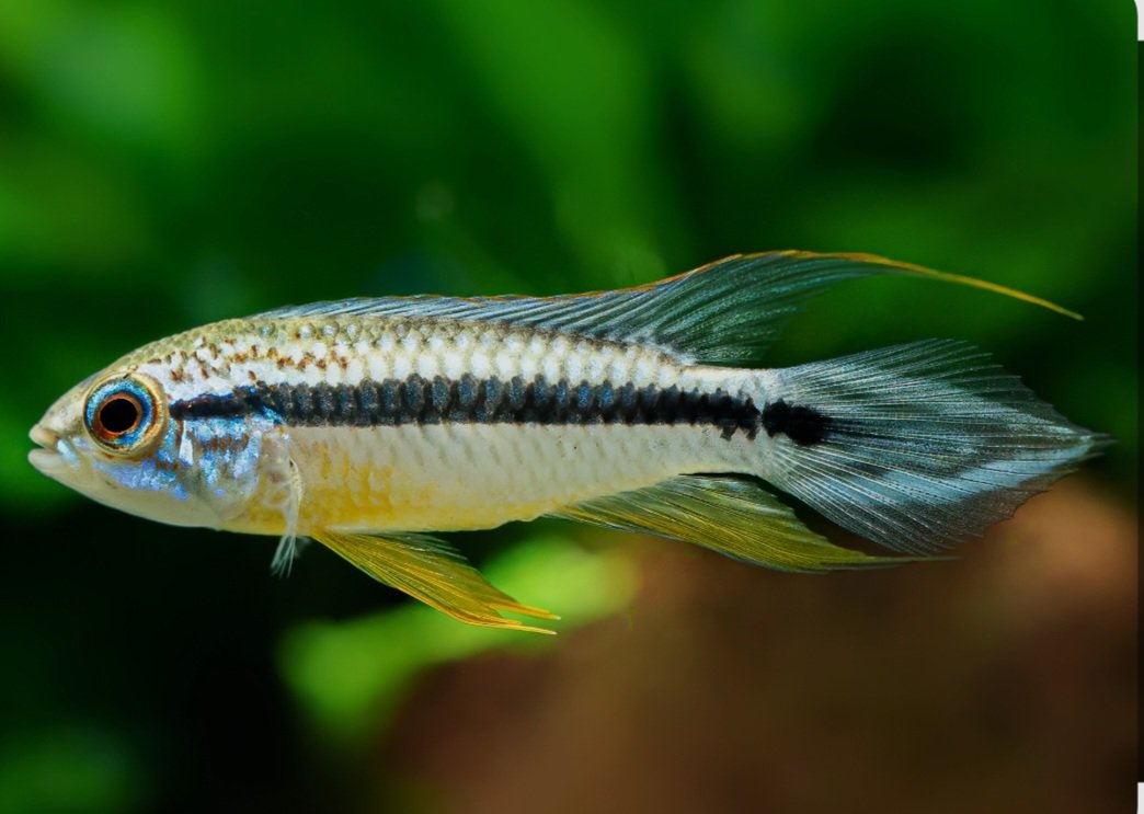 Apistogramma agassizii "Tefé"