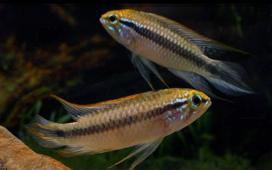 Apistogramma agassizii "Tefé" - Imagem 2