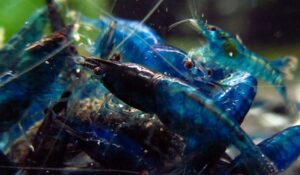 Neocaridina Blue Dream Pacote Com 5 Unidades