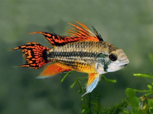 Apistograma Cacatuoides Double Red