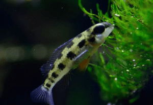 Peixe Xadrezinho Mini Ciclídeo Pacote Com 3