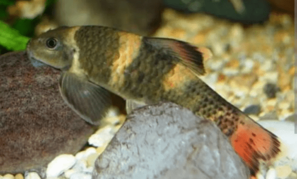 Peixe Garra Panda Comedor De Alga 3 a 5 cm