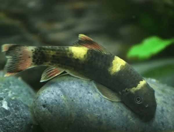 Peixe Garra Panda Comedor De Alga 3 a 5 cm - Image 2