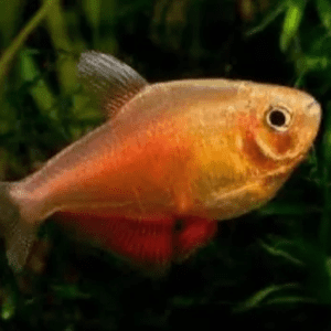 Tetra Engraçadinho (Flameus Golden)