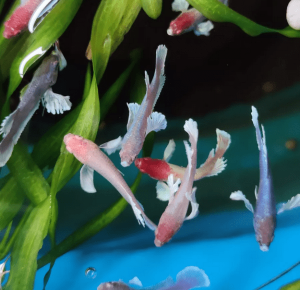 Peixe Betta Fêmea Dumbo