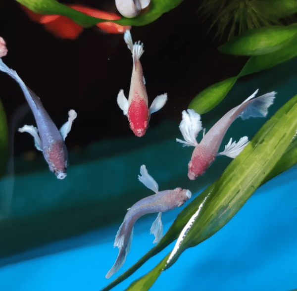 Peixe Betta Fêmea Dumbo - Image 2
