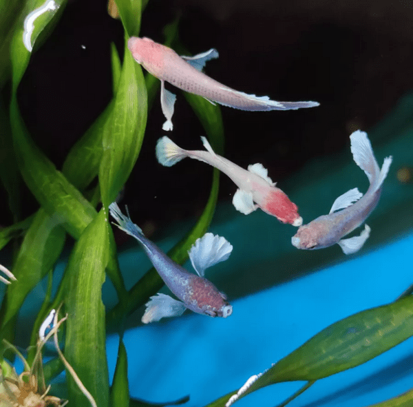 Peixe Betta Fêmea Dumbo - Image 4