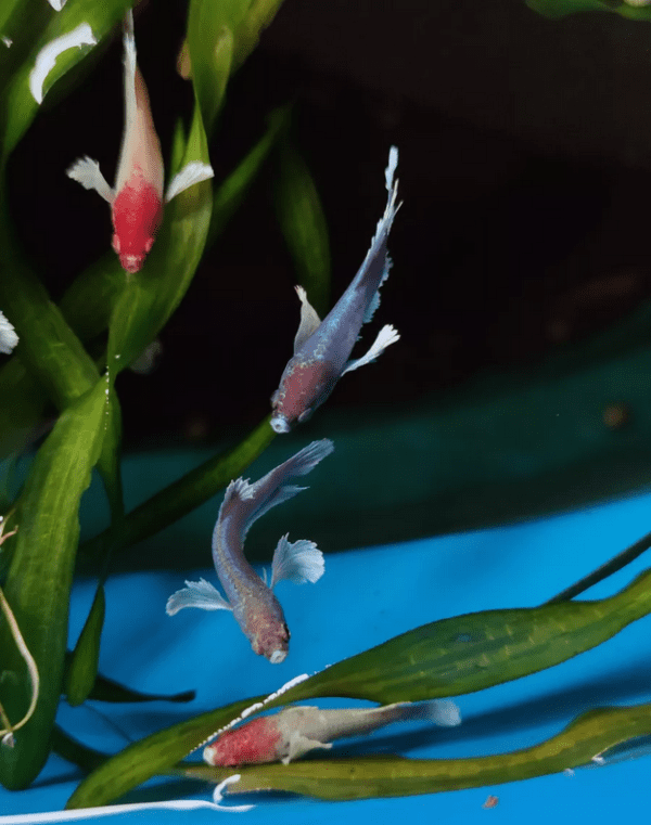 Peixe Betta Fêmea Dumbo - Image 6