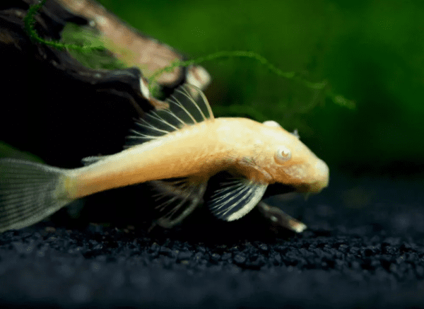 Peixe Cascudo Ancistrus Albino (Super Algueiro) 3 a 4 cm