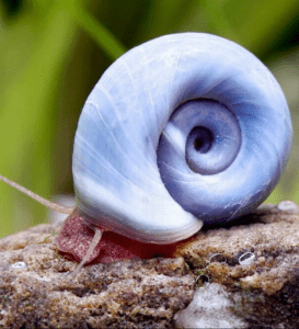 Caramujo Blue Ramshorn Pacote Com 5 Unidades