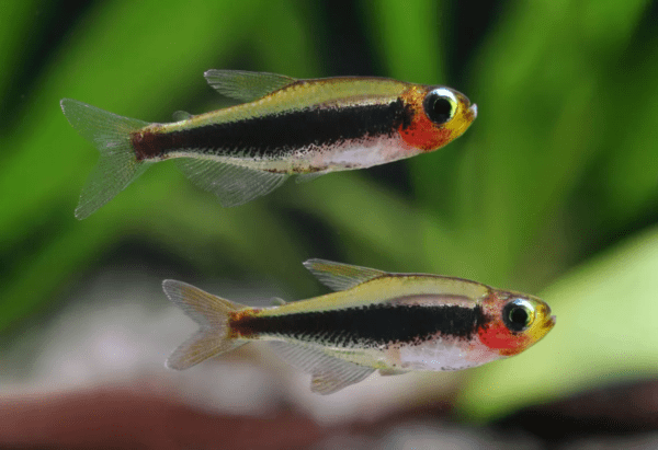 Peixe Tetra Tucano 1cm