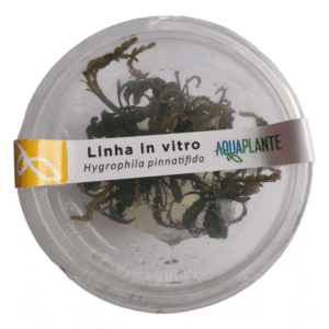 Hygrophila Pinnatifida (in Vitro) Aquaplante