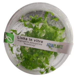 Hygrophila Polysperma Rosanervig (in Vitro) Aquaplante