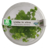 Phyllanthus Fluitans (in Vitro) Aquaplante