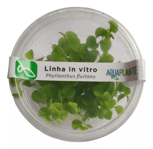 Phyllanthus Fluitans (in Vitro) Aquaplante