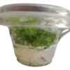 Phyllanthus Fluitans (in Vitro) Aquaplante - Image 2
