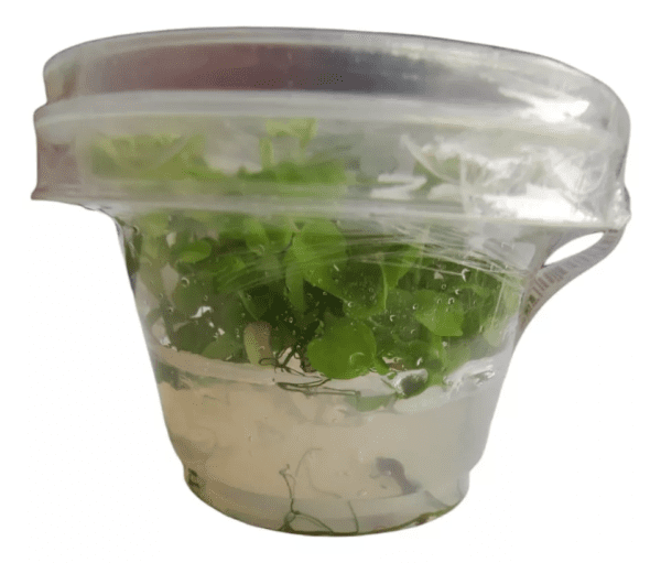 Phyllanthus Fluitans (in Vitro) Aquaplante - Image 2