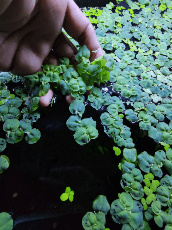 Planta Aquática Flutuante Phyllanthus Fluitans (Cultivada) - 15 Mudas - Image 2