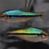 Peixe Tetra Rainbow / Arco Iris (H. melanostichos) - Image 3