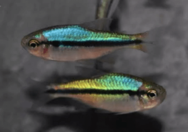 Peixe Tetra Rainbow / Arco Iris (H. melanostichos) - Image 3