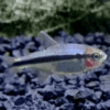 Peixe Tetra Rainbow / Arco Iris (H. melanostichos) - Image 2