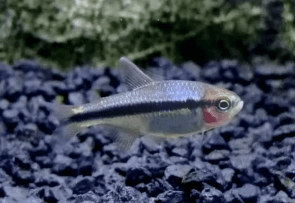 Peixe Tetra Rainbow / Arco Iris (H. melanostichos) - Image 2