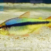 Peixe Tetra Rainbow / Arco Iris (H. melanostichos)