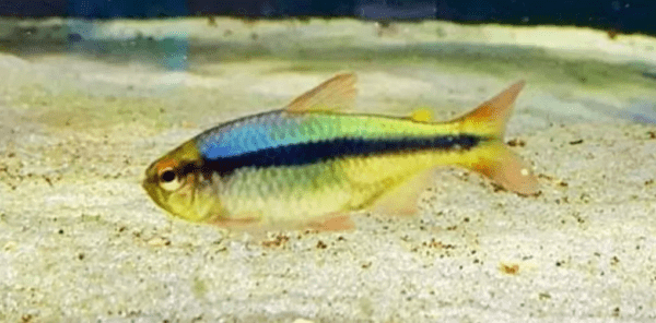 Peixe Tetra Rainbow / Arco Iris (H. melanostichos)