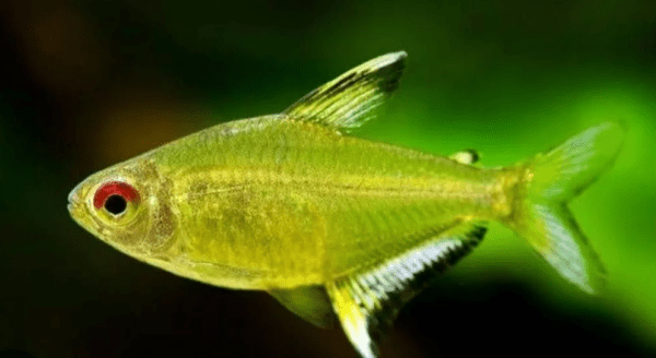 Peixe Tetra Limão (Hyphessobrycon pulchripinni) - Image 3