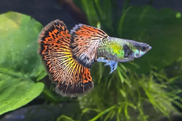 Peixe Guppy / Lebiste Red Dragon (Poecilia reticulata) - Casal