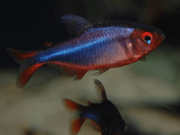 Peixe Tetra Blueberry (Hyphessobrycon wadai) - Image 2