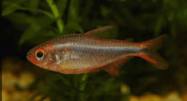 Peixe Tetra Blueberry (Hyphessobrycon wadai) - Image 3