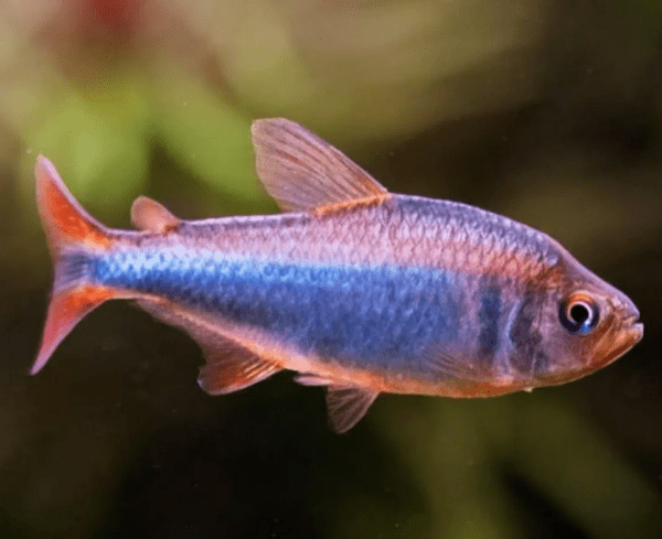Peixe Tetra Blueberry (Hyphessobrycon wadai)