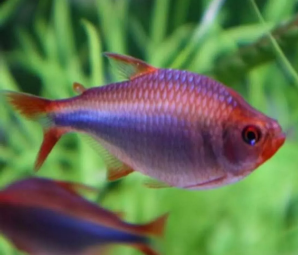 Peixe Tetra Blueberry (Hyphessobrycon wadai) - Image 4
