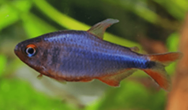 Peixe Tetra Blueberry (Hyphessobrycon wadai) - Image 5