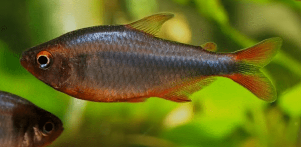 Peixe Tetra Blueberry (Hyphessobrycon wadai) - Image 6