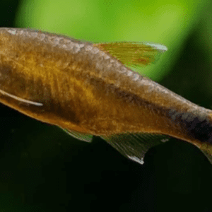 Peixe Tetra Silvertip / Cobre (Hasemania nana)