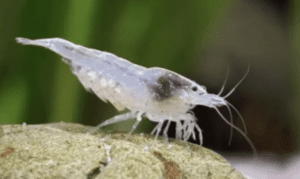 Neocaridina Snow Ball Pacote Com 5 Unidades