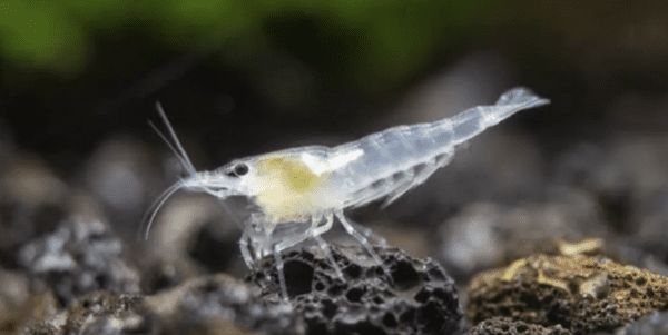 Neocaridina Palmata Snow Ball - Image 5