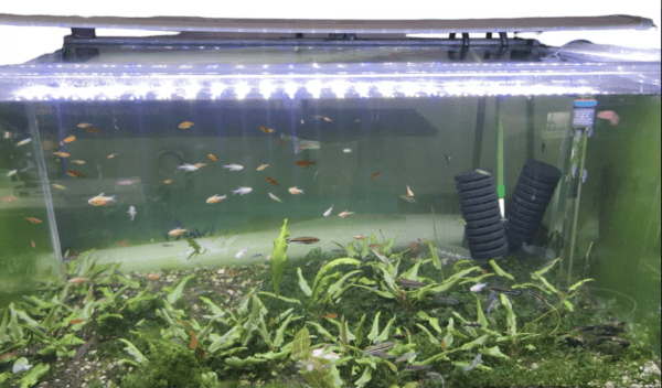 Luminária Led Aquário K950 97cm a 107cm - Image 6